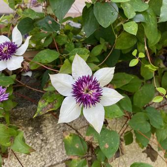 Photo, clematis, four seasons, flower, 