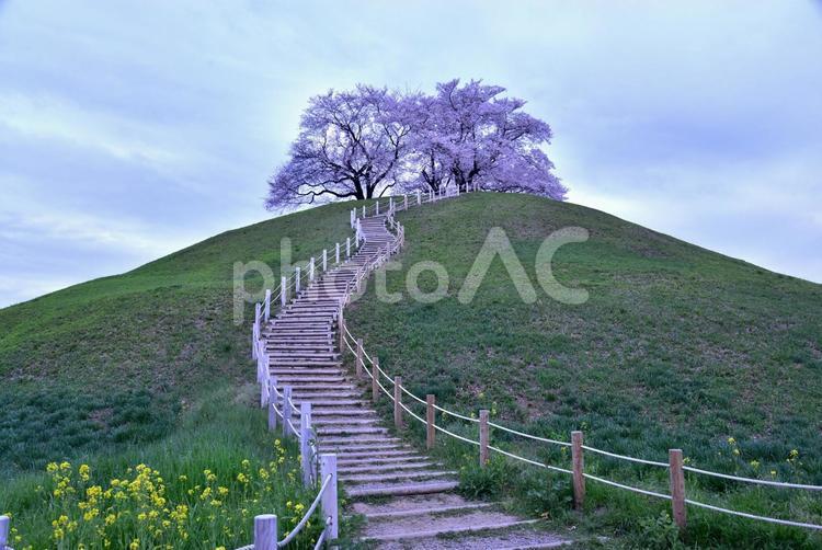 埼玉さきたま古墳と桜 古墳,桜,春の写真素材