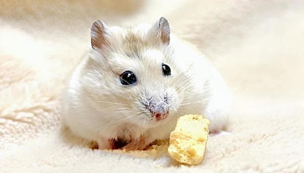 Yellow Djungarian hamster during snack time, JPG