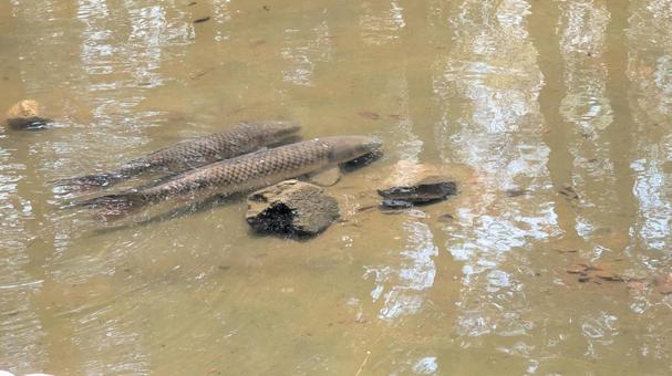 Carp in the pond, JPG Carp in the pond, JPG