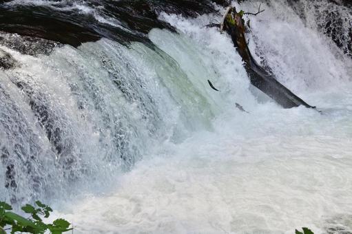 サクラマスの遡上 サクラマスの遡上 サクラマス,遡上,北海道の写真素材