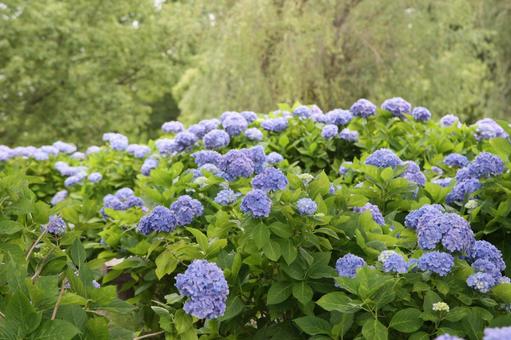 紫陽花の風景 紫陽花の風景の写真