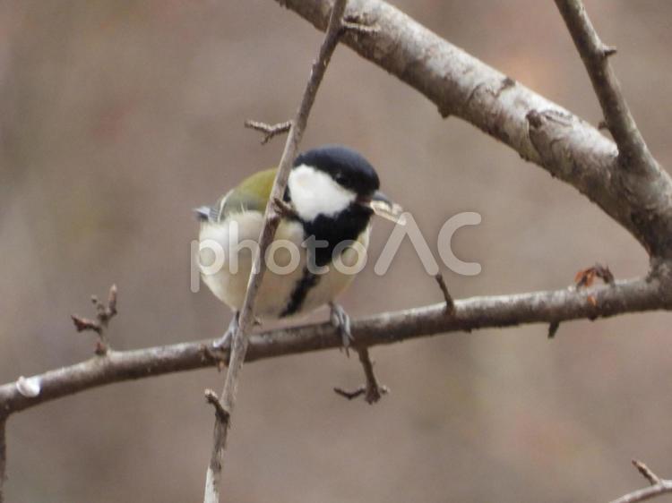 小根山野鳥の森で撮ったシジュウカラ 鳥,野鳥,自然の写真素材