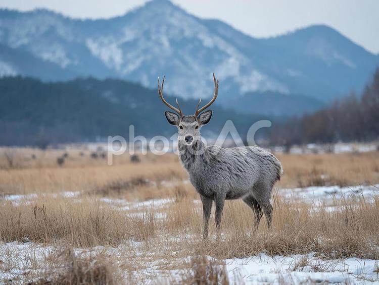山を背景に立つ鹿 雄鹿,鹿,動物の写真素材