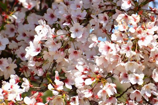 満開の桜 満開の桜 サクラ,春,木の写真素材