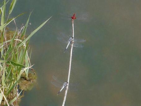 White-tailed Skimmer and Scarlet Skimmer, JPG White-tailed Skimmer and Scarlet Skimmer, JPG