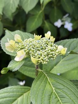 紫陽花 紫陽花 紫陽花,あじさい,初夏の写真素材
