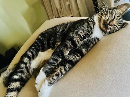 クッションで伸びをする猫 クッションで伸びをする猫 ペット,動物,かわいいの写真素材