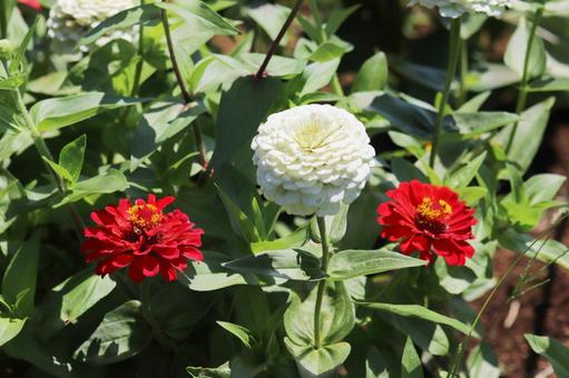 百日草の花畑 百日草の花畑の写真