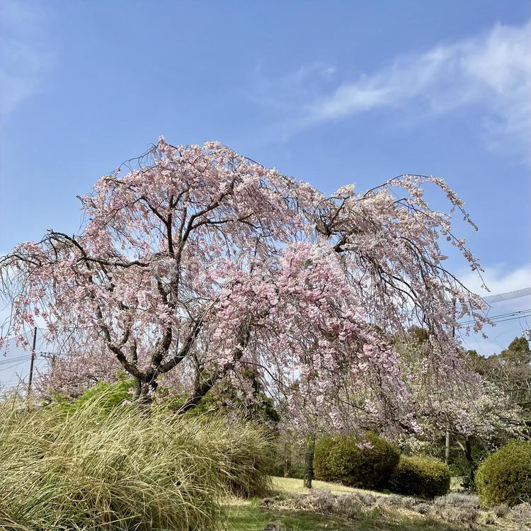 花★桜・さくら・サクラ・しだれ桜 花,満開,さくらの写真素材