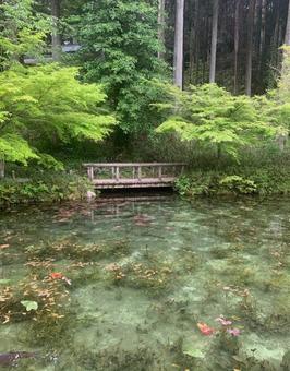 モネの池 モネの池 モネの池,岐阜県,青の写真素材