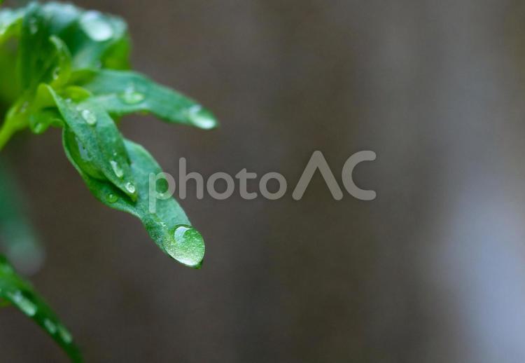 葉を伝うしずく1 葉っぱ,葉,水滴の写真素材