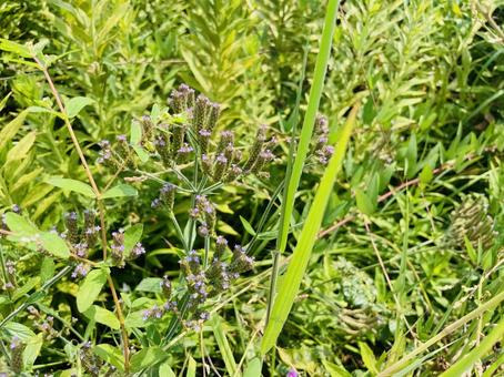 夏草に咲く小さな紫の花 夏草に咲く小さな紫の花の写真