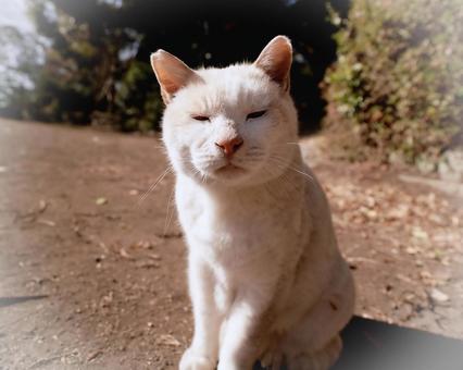 白い野良猫 白い野良猫の写真
