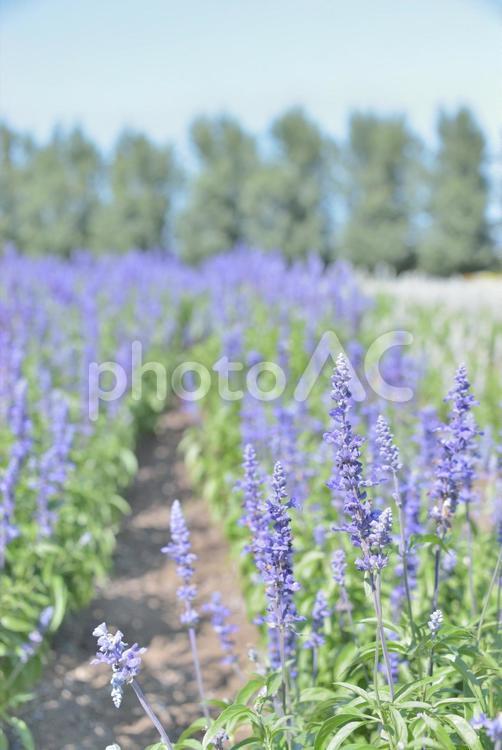 一面のラベンダー　北海道　中富良野 ラベンダー,花,富良野の写真素材