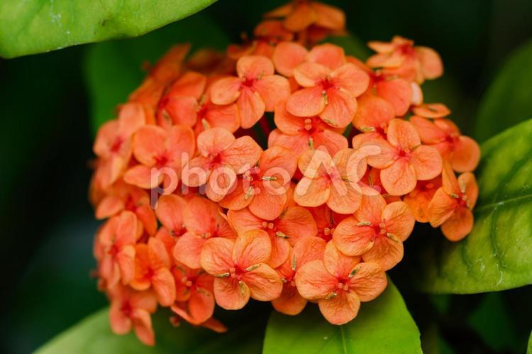オレンジ色のアジサイ？ サンタンカ,花,花びらの写真素材