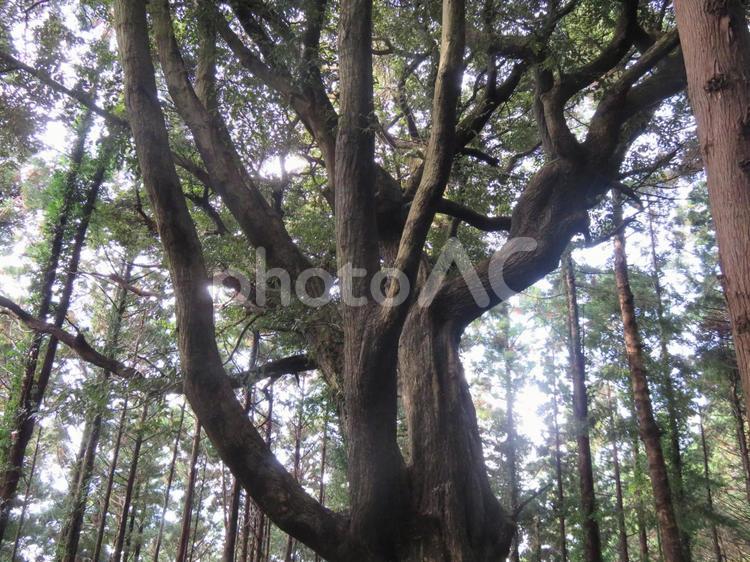 筑波山の変な木 自然,風景,木材の写真素材