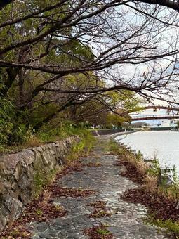 風景 散歩,夕暮れ,川沿いの写真素材