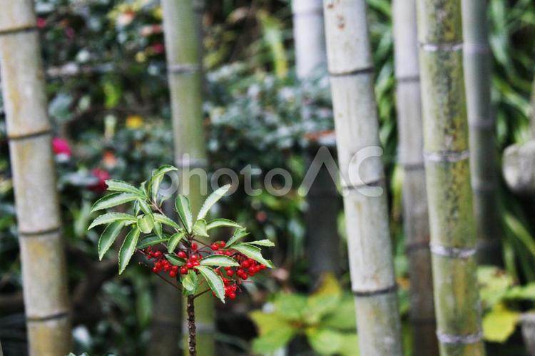 万両　長谷寺　鎌倉 万両,正月,縁起物の写真素材