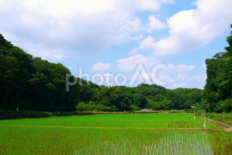 田園風景 田園風景,田んぼ,自然の写真素材