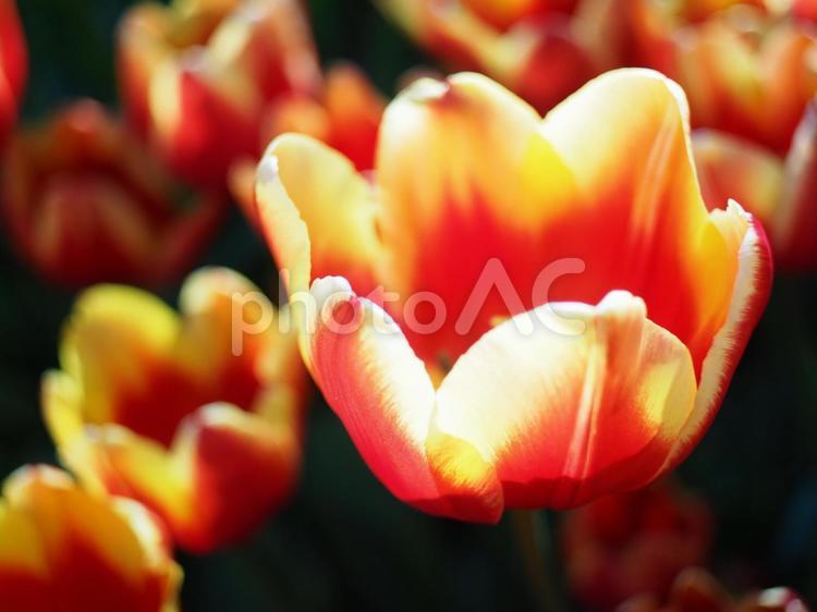 赤いチューリップ チューリップ,花,花畑の写真素材