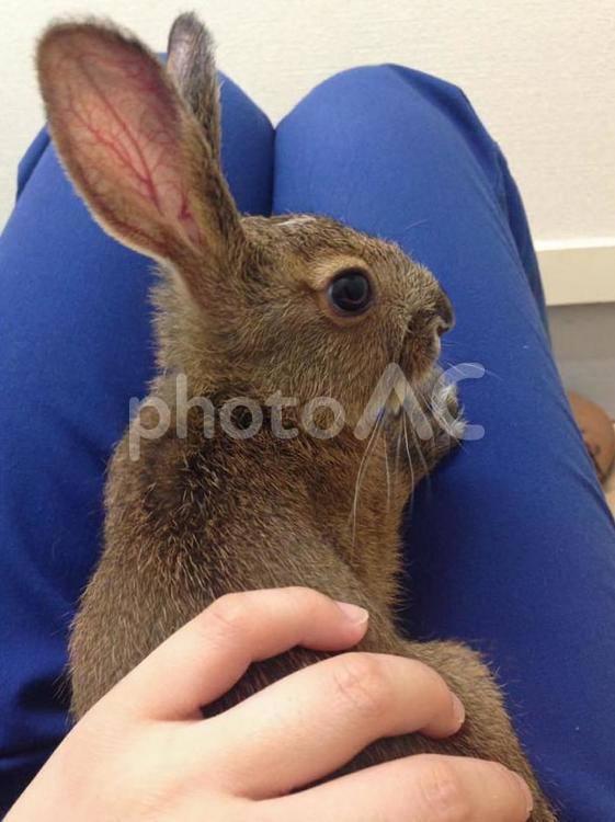 ノウサギの子供 ウサギ,うさぎ,ノウサギの写真素材