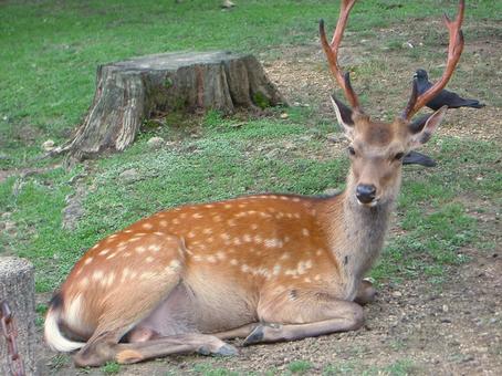 公園の片隅で寝そべる雄鹿2 公園の片隅で寝そべる雄鹿2の写真