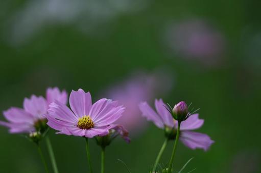 秋風に揺れて咲く コスモス,秋桜,花の写真素材