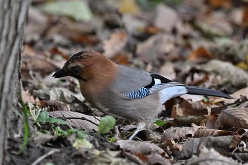 ミヤマカケスの写真