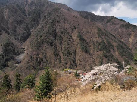 桜と赤沢宿 桜,山,春の写真素材