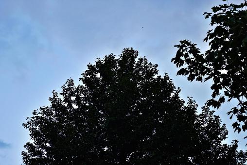 影絵の梢、夕空 影絵の梢、夕空の写真