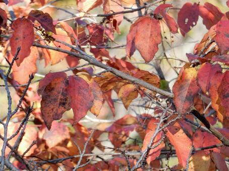 【風景写真】晩秋の風景 紅葉,葉っぱ,晩秋の写真素材