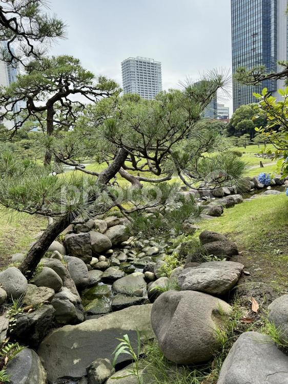 6月　旧芝離宮恩賜庭園 マツ,岩,庭石の写真素材