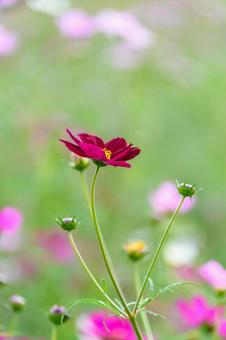 秋風に揺れる深紅のコスモス 秋風に揺れる深紅のコスモス コスモス,花,深紅の写真素材