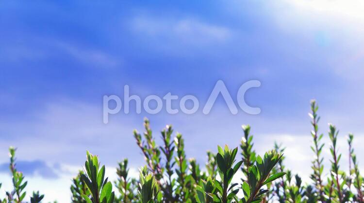 輝く青い空に伸びる草 背景,空,青空の写真素材