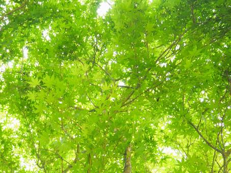 Photo, blue maple, fresh green, young leaves, 