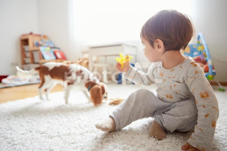 犬と男の子13 男の子,犬,遊ぶの写真素材