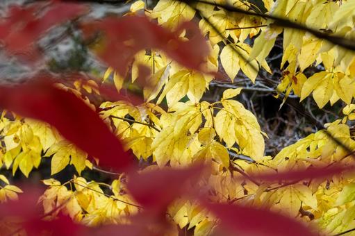 秋の磊々峡(40) 秋,黄葉,グラデーションの写真素材
