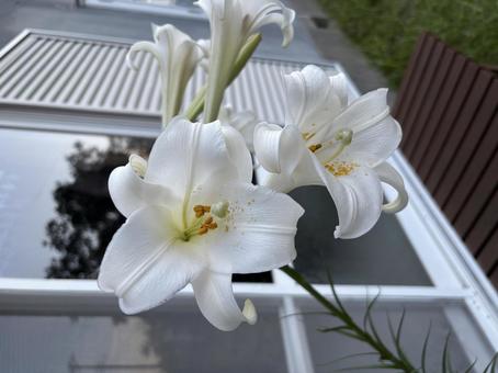ゆり ゆり ゆり,花,白いの写真素材