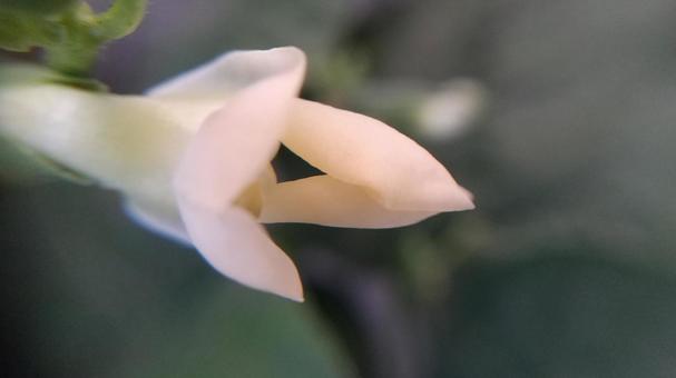 インゲン豆の花 インゲン豆の花の写真