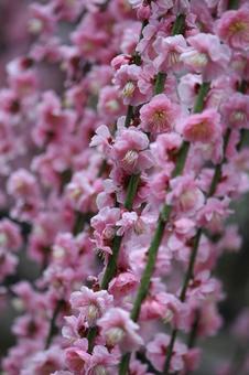Photo, ume, flower, spring, 