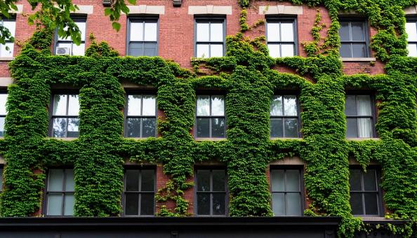 緑のカーテンのある古めの建物03 緑のカーテンのある古めの建物03の写真
