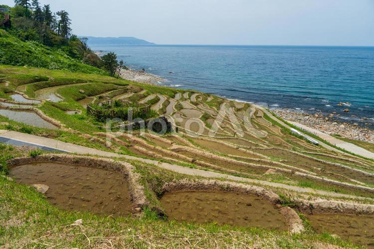 青い海と棚田⑤　白米千枚田 白米千枚田,しろよねせんまいだ,田の写真素材