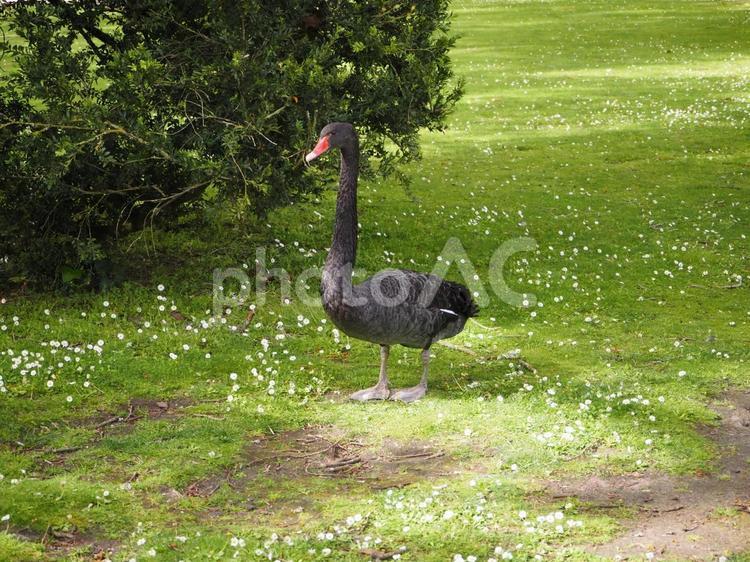 黒いハクチョウ 白鳥,ハクチョウ,鳥の写真素材