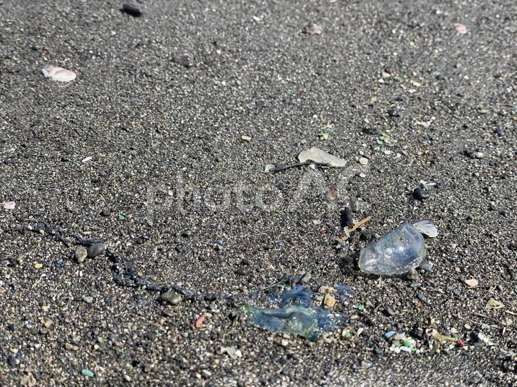 カツオノエボシ カツオノエボシ,クラゲ,海水浴の写真素材