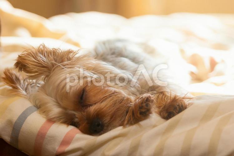 ヨークシャーテリア爆睡中 犬,いぬ,イヌの写真素材