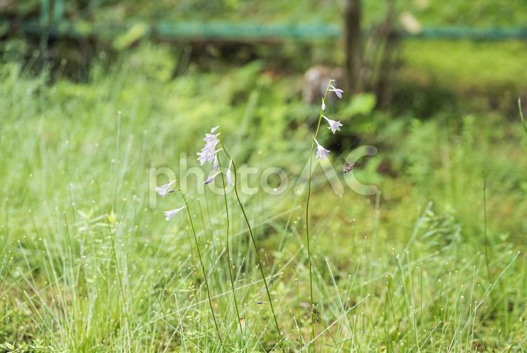 小さくてかわいいツリガネズイセンの花 ツリガネズイセン,草花,花の写真素材