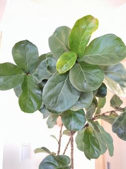 大型観葉植物 カシワバゴムバンビーノ 大型観葉植物 カシワバゴムバンビーノ 大型観葉植物,観葉植物,フィカスの写真素材