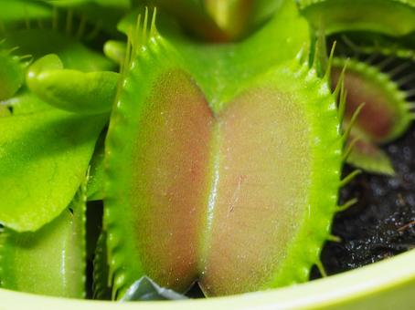 ハエトリグサ ハエトリグサ ハエトリグサ,ハエトリ草,食虫植物の写真素材
