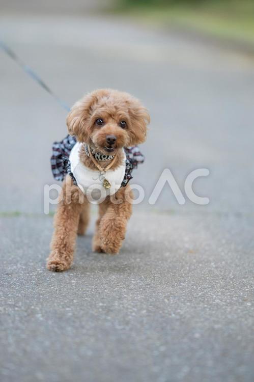 春の公園で散歩するトイプードル トイプードル,トイプー,景色の写真素材